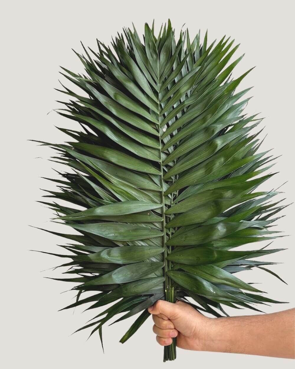 Palma Cambray, camedor fina de hoja 50 a 55 cm