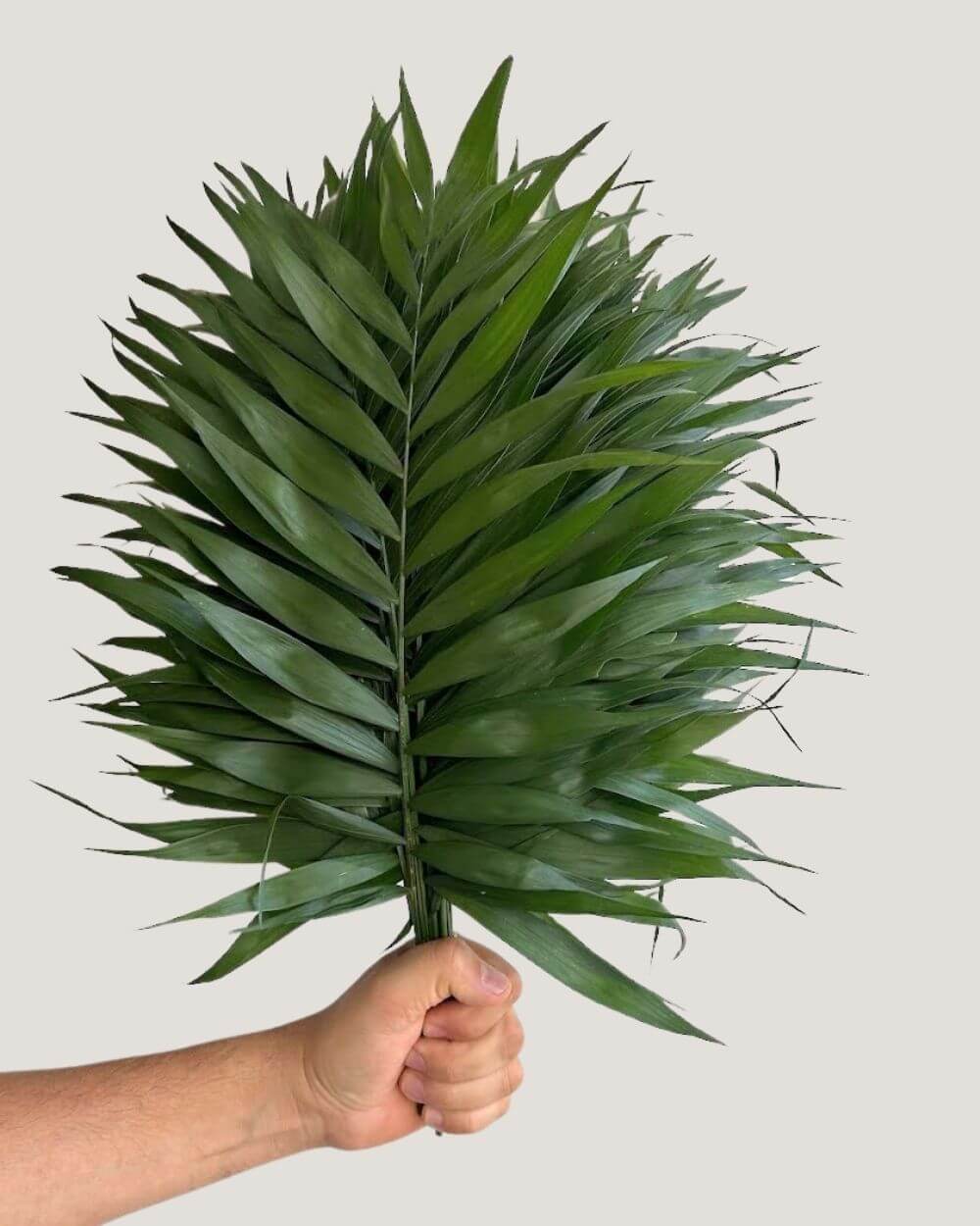 Palma Jumbo, camedor fina de hoja 30 a 34 cm