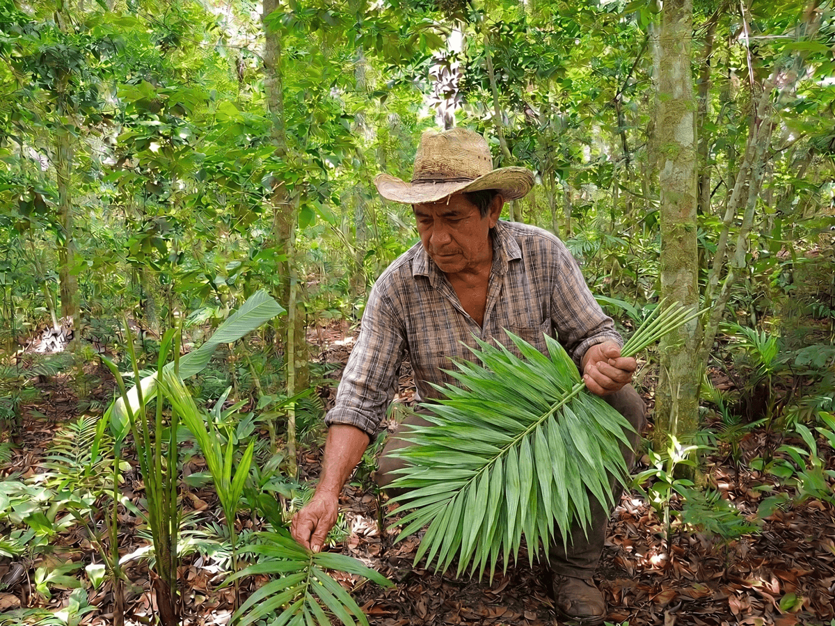 Cosecha de palma en el bosque, bajo sombra